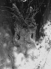 Arbre fantôme / Ghost tree.  Båstad  / Suède - Sweden.   Octobre 2008  - N & B