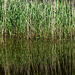 Reed Reflections