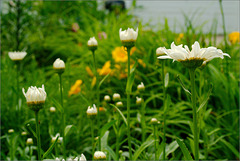 Daisies & Daylilies