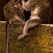 Macaques are to delouse each other