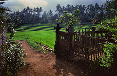 View out from a Balinese country house
