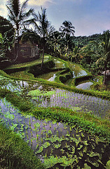 Balinese paddy terraces