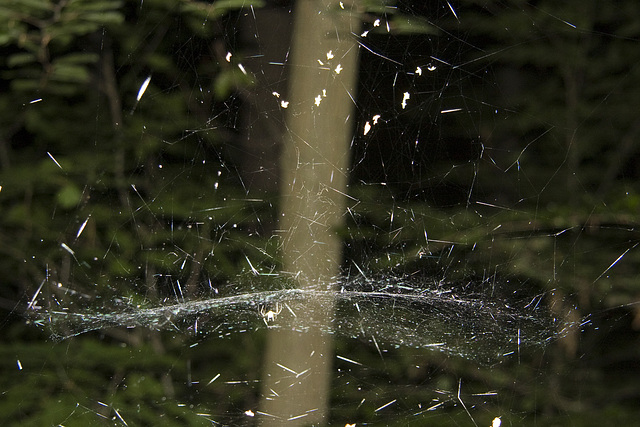 Spinnenwebe 3D