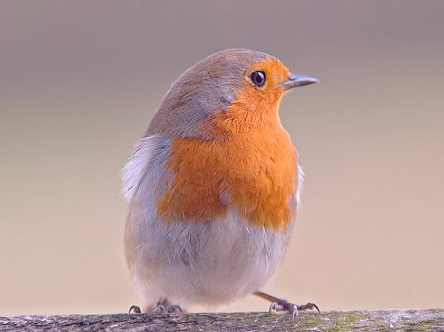 Rouge gorge qui chante Rouge gorge qui chante