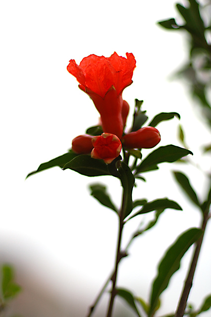 DSC 4594 DSC 4594