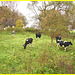 Troupeau de vaches  / Cows herd. - Båstad /  Suède - Sweden.  Octobre 2008