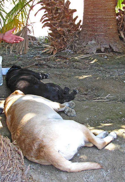 Dogs & Rattlesnake Resting (0213)