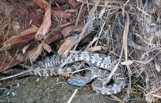 Rattlesnake near Volcano Pool (0210)