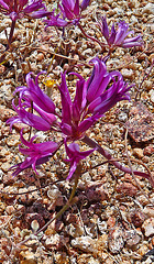 Desert Flower (4077)