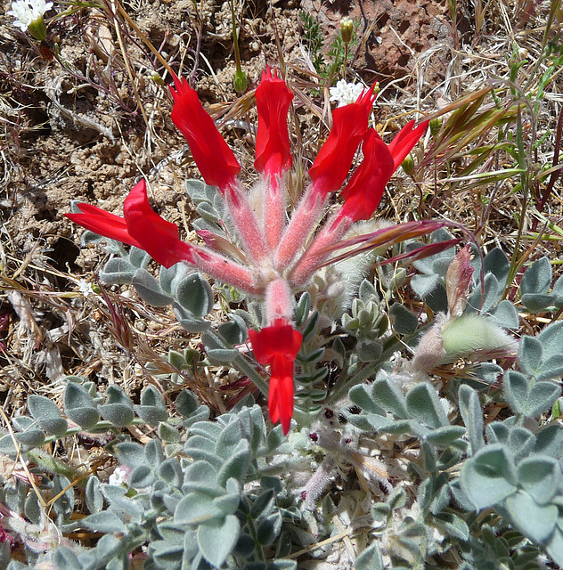 Desert Flower (4086)