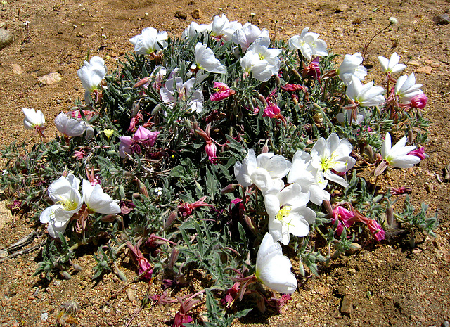Desert Flowers (2448)