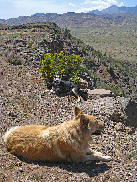 Dogs On The Mesa (2465)