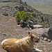 Dogs On The Mesa (2465)