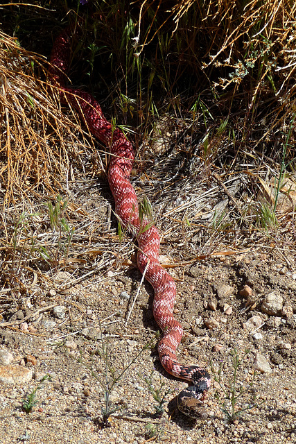Red Racer Snake (4095)
