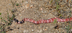 Red Racer Snake (4096)
