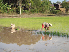 Lao Rice planting