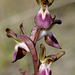 PIP Hügelknabenkraut (Orchis collina)