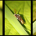 Nomada sp. Resting