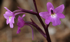 Vierpunkt-Knabenkraut (Orchis quadripunctata)