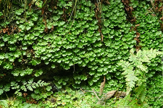 Grün bewachsende Felsen