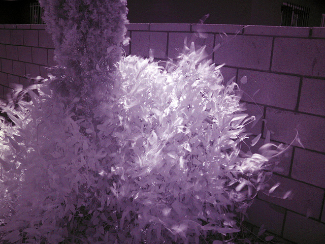 Hardenbergia and Cypress (0008)