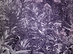 Oleander (0004)