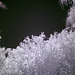 Oleander - Palo Verde - Sky (0003)