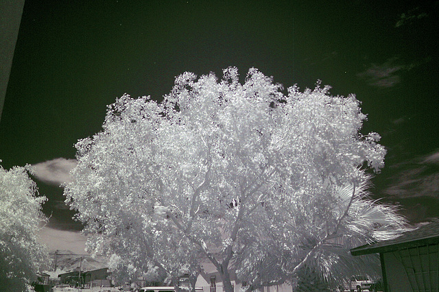 Tree & Sky (0012)