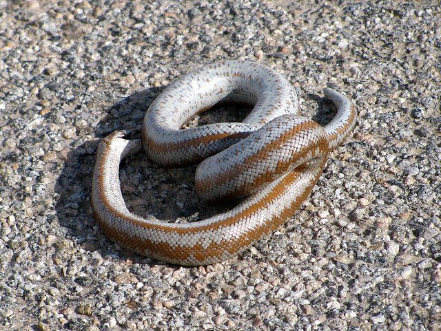 Snake On The Road (0328)