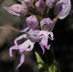 Italienisches Knabenkraut (Orchis italica)2