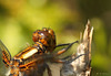 Broad-bodied Chaser Face