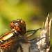 Broad-bodied Chaser Face