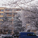 Snow in Sidliste Haje, Picture 3, Prague, CZ, 2009