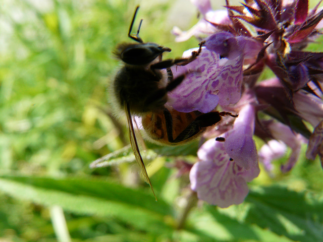juillet abeille butinant juillet abeille butinant