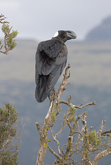 Thick Billed Raven