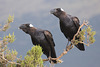 Thick Billed Raven x2