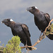 Thick Billed Raven x2