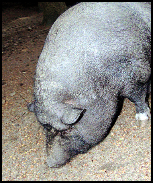 Hängebauchschwein / pot-bellied pig
