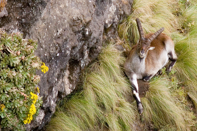 Relaxed Ibex