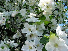 Apfelblüte eine Streuobstbaumes