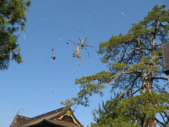 Jorō spider (Nephila clavata) Male is an Orb web spider in Nagano Zenko Ji 01 O2