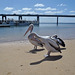San Remo pelicans