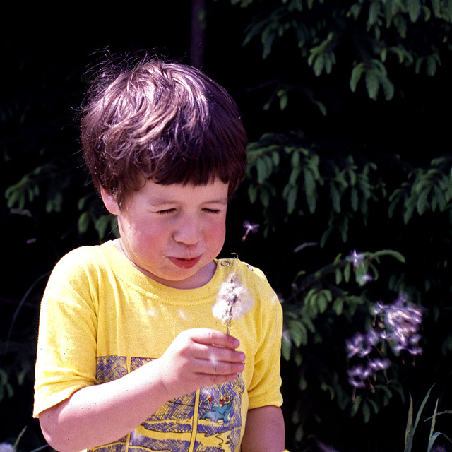 phil and the dandelion