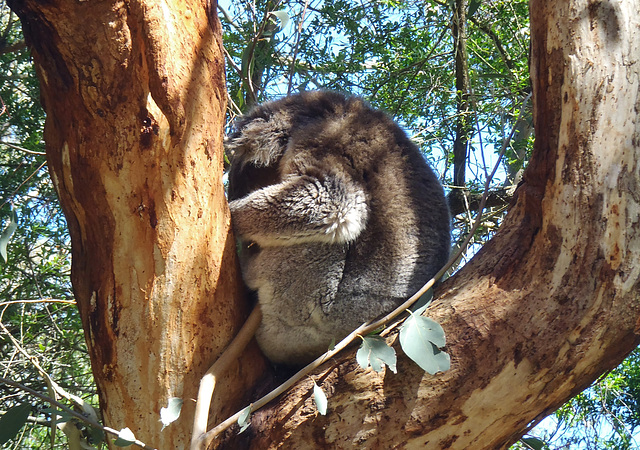 hard working koalas