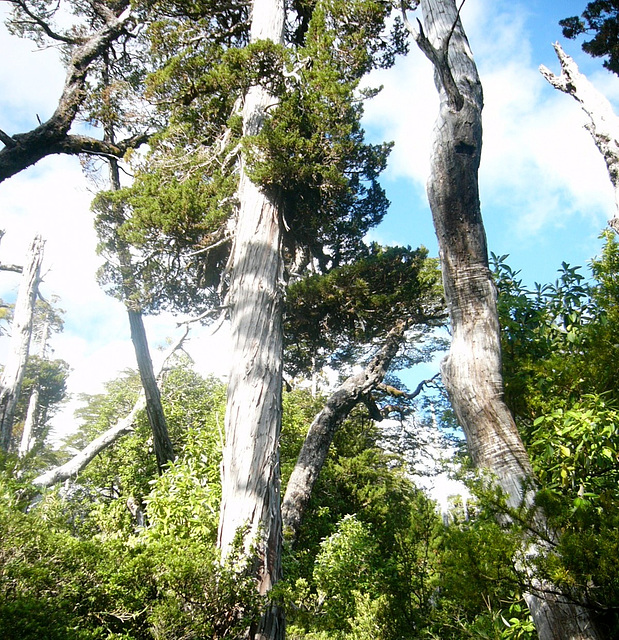 Mélèze gigantesque, Chili Mélèze gigantesque, Chili