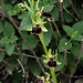 PIP Busen-Ragwurz (Ophrys mammosa)