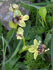 PIP  Drohnen-Ragwurz (Ophrys bombyliflora)