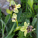 PIP  Drohnen-Ragwurz (Ophrys bombyliflora)