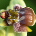 Drohnen-Ragwurz (Ophrys bombyliflora) 2