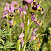 PIP Wespen-Ragwurz (Ophrys tenthredinifera)